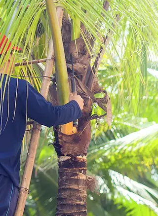 palm tree Trimming lawncare